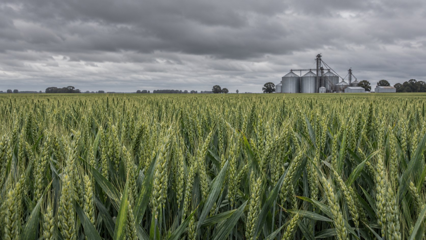 Ilustración editorial generada con IA: un lote de trigo verde en llenado de grano en la región pampeana, bajo un cielo gris encapotado, con los silos de chapa de un acopio rural en el horizonte; composición conceptual, no es una fotografía de un campo real.